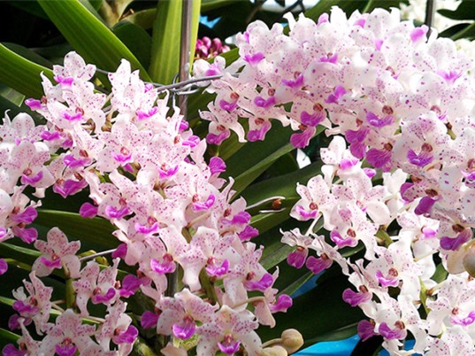 Bảo tồn và phát triển nguồn gen lan Ngọc Điểm bản địa 